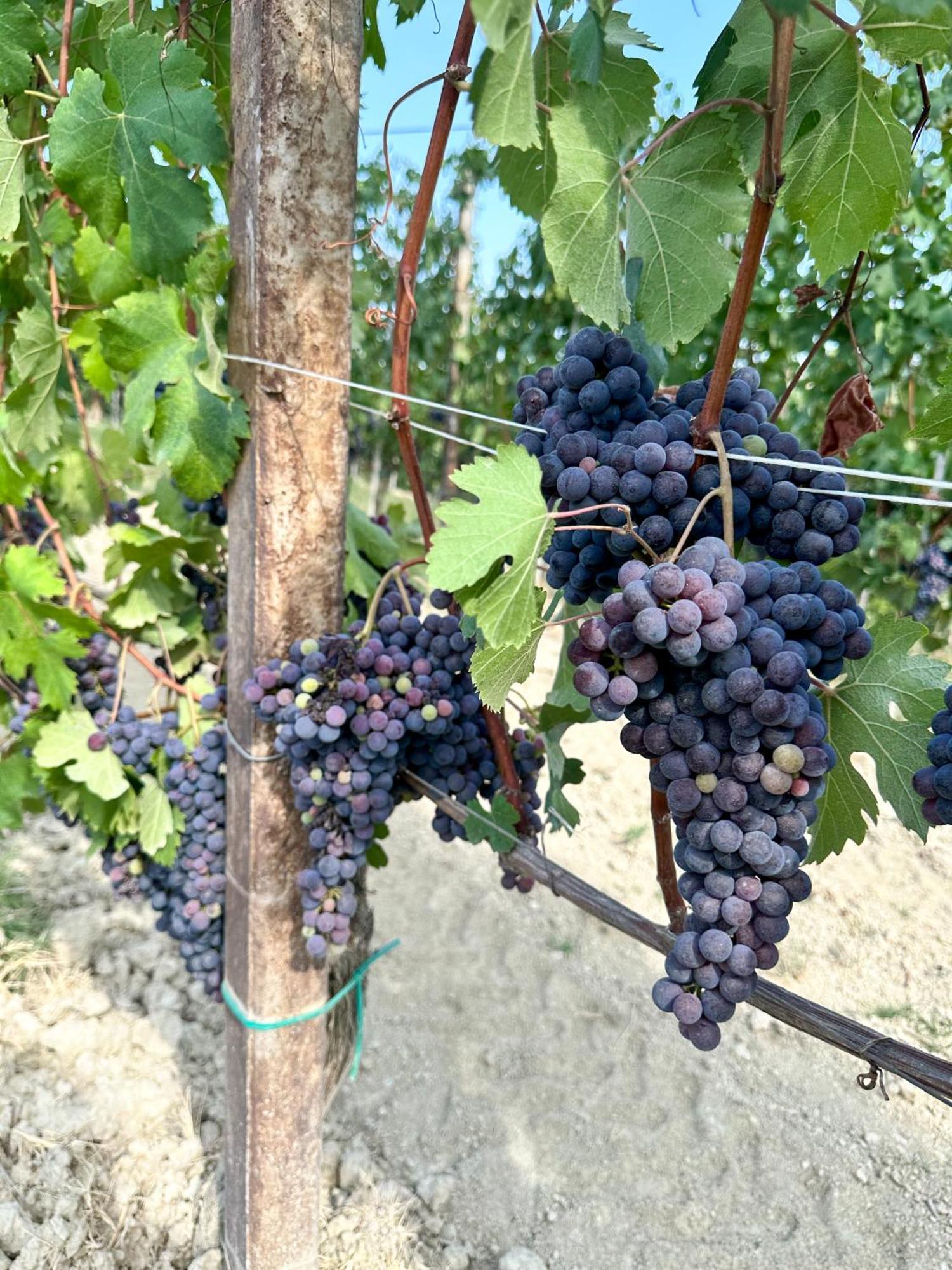 Just Langhe Casa Nebbiolo Villa โนเวลโล ภายนอก รูปภาพ